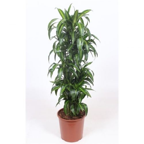 Dracaena fragr. hawaiian sunshine