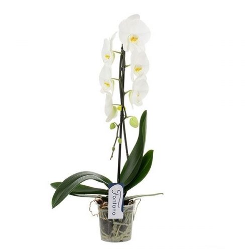 Phalaenopsis fontano n°15