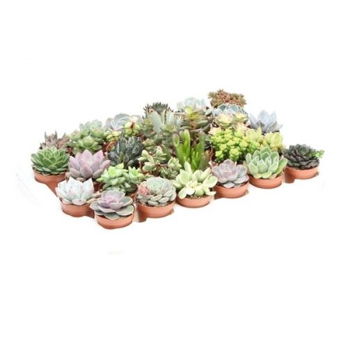 Succulent mix su5002