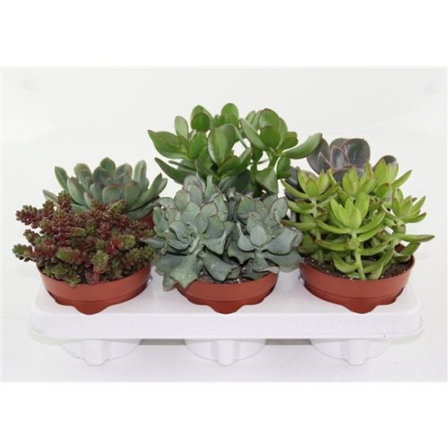 Succulenten mix