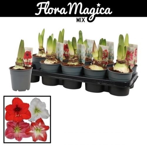Hippeastrum mix extra