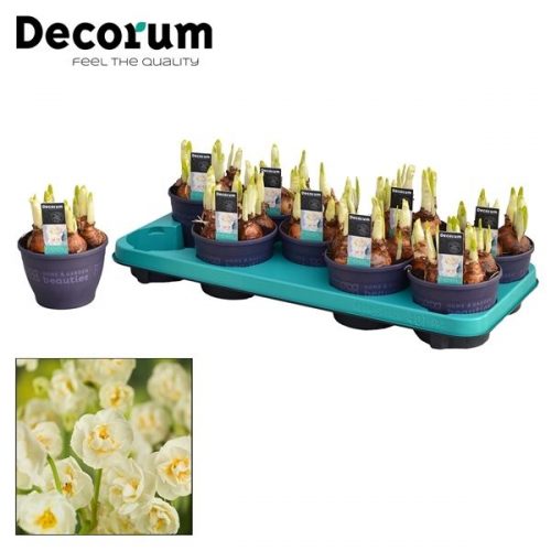 Narcissus dubbele bridal crown