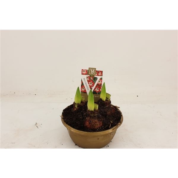 Hippeastrum colibri rascal mix