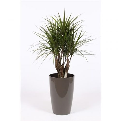 Dracaena marginata drmak29t