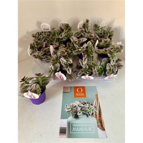 Tradescantia nanouk