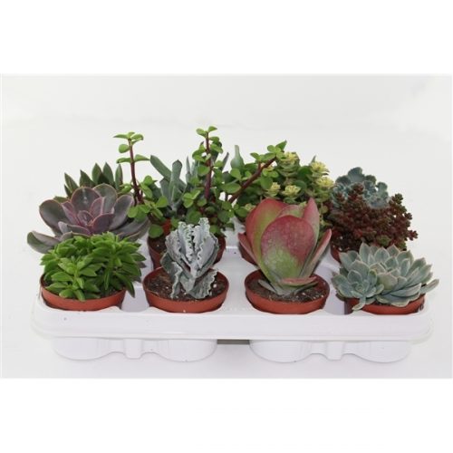 Succulenten mix