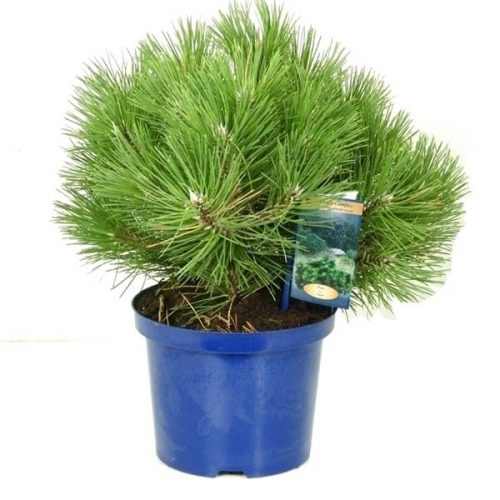 Pinus nigra nana