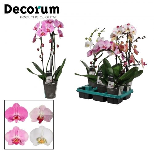 Phalaenopsis mix vormen mix	 2 tak 14+ 55cm	-	5	-	Adet
