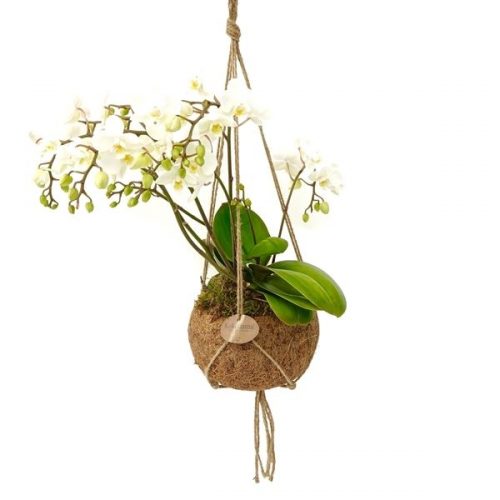 Kokodama orchideeen wild kds15orch