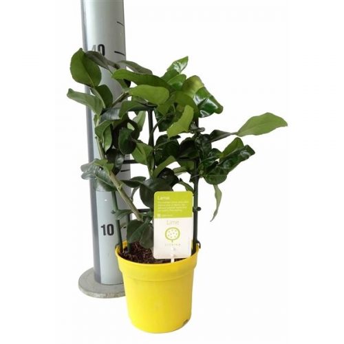 Citrus latifolia hystrix