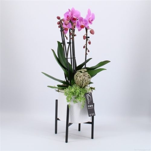 Phal-2034rz phalaenopsis creatie	-	6	-	Adet