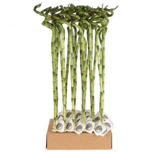 Dracaena lucky bamboo spiraal 80 cm