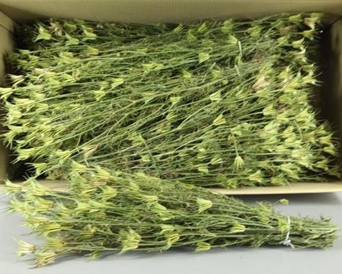 Df Nigella Orientalis Bs - Df Nigella Orientalis Bs