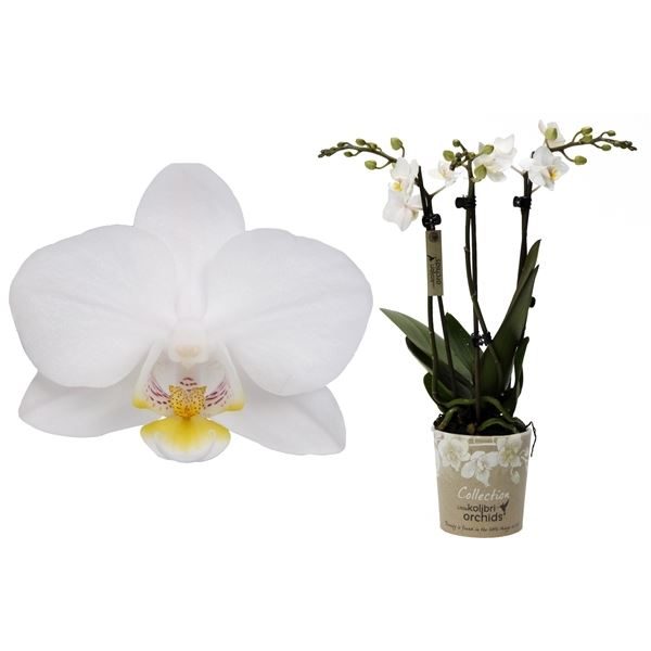 Phalaenopsis multiflora kolibri south africa 1 Phalaenopsis multiflora kolibri south africa