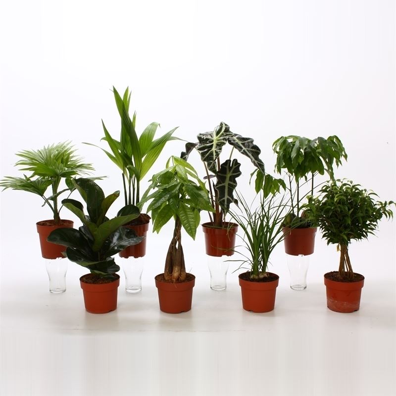 Kamerplanten mix royal
