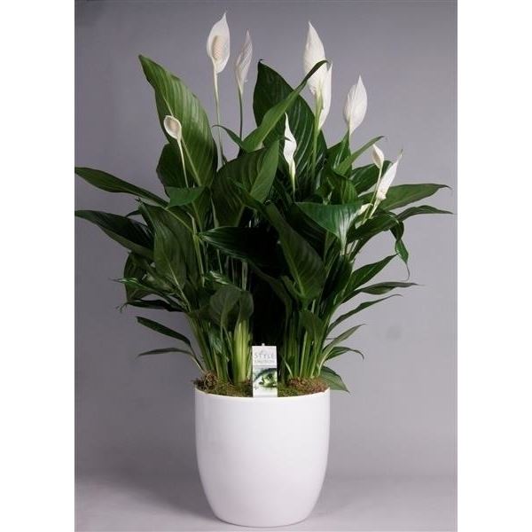 Arrangementen spathiphyllum 1169-wps