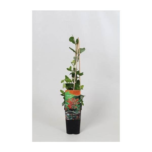 Lonicera brownii dropmore scarlet