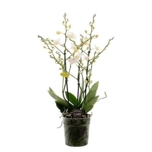 Phalaenopsis multiflora popcorn