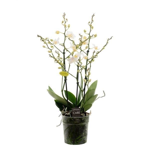 Phalaenopsis multiflora popcorn 1 Phalaenopsis multiflora popcorn