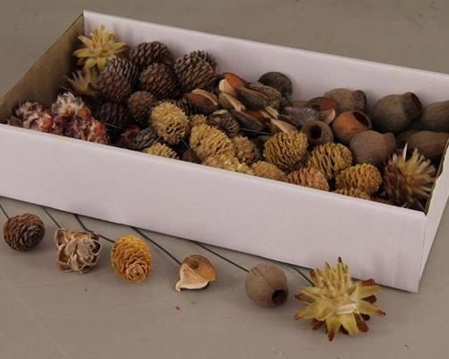 Leucadendron 10cm wr box(100p) - Leucadendron 10cm wr box(100p)