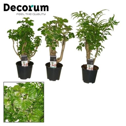 Polyscias vertakt mix		-	8	-	Adet