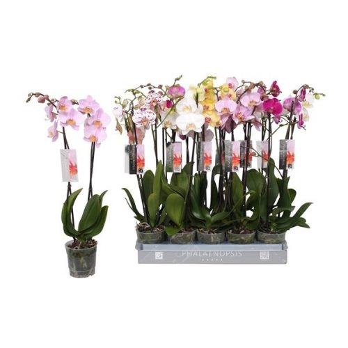 Phalaenopsis mix 7 kleuren
