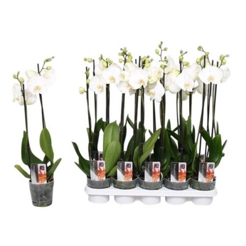 Phalaenopsis snow star