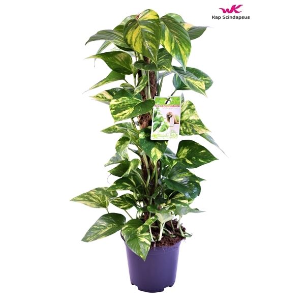 Epipremnum pinnatum mosstok