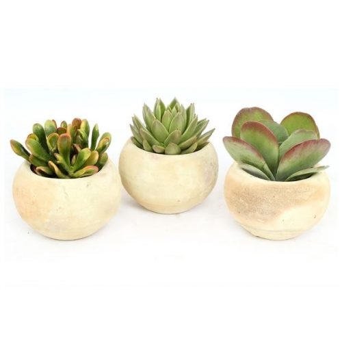 Succulenten mix t137