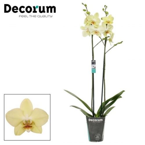 Phalaenopsis candela