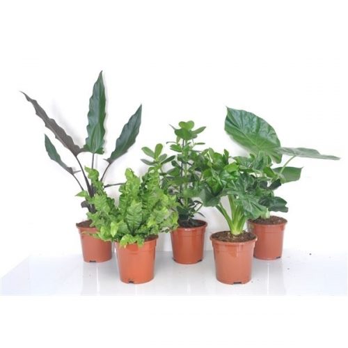 Kamerplanten mix