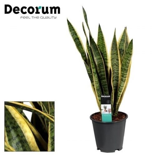 Sansevieria trifasciata laurentii		-	1	-	Adet