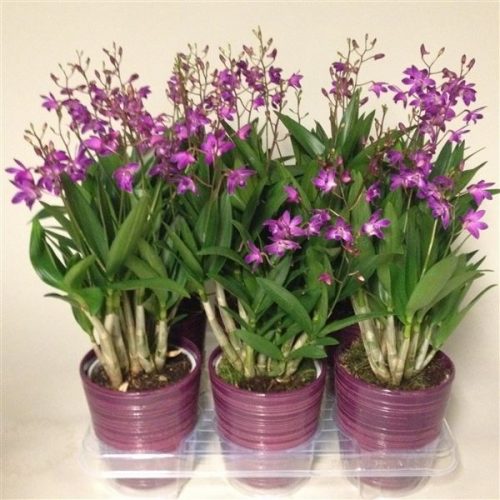 Dendrobium berry oda bo12cm6tk