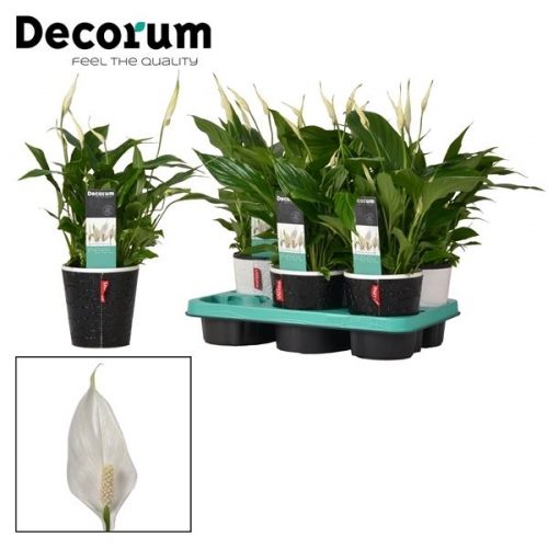 Spathiphyllum bellini 12019	6+ bloem in wikl pot leder	-	6	-	Adet