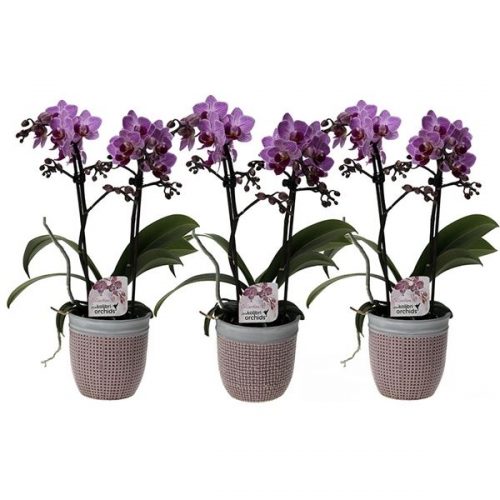 Phalaenopsis multiflora kolibri paars 12160li