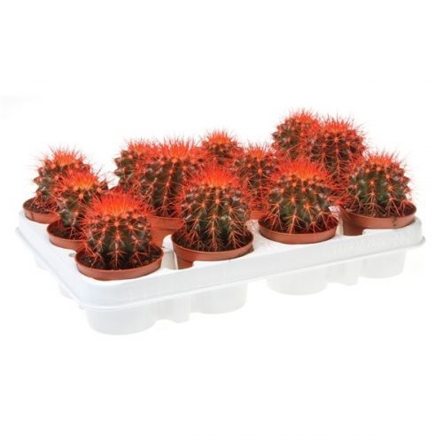 Echinocactus grusonii rainbow rood rc8002