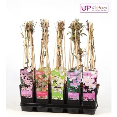 Clematis montana mix cc