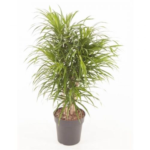 Dracaena reflexa anita