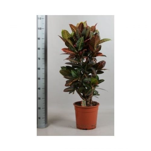 Codiaeum variegatum petra