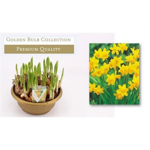 Narcissus tete a tete