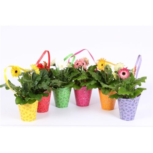 Gerbera mix