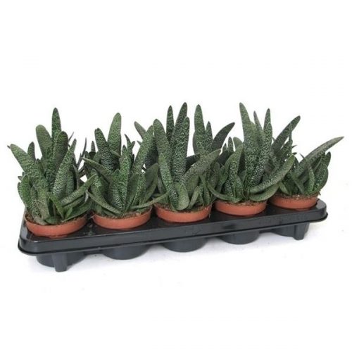 Gasteria verucosa veru510