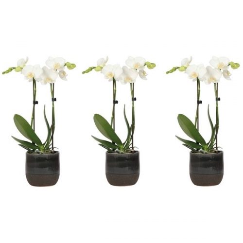 Phalaenopsis multiflora kolibri mix 12860wh