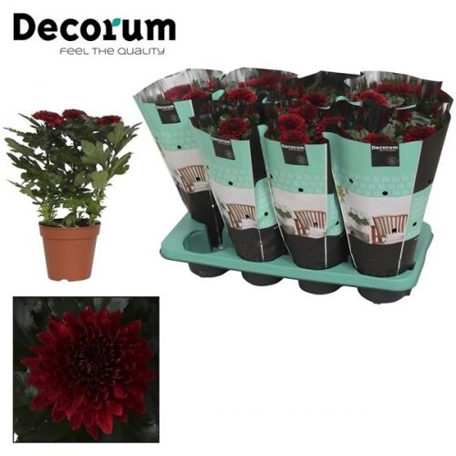 Chrysanthemum ind. nova zembla barca	 3 stek	-	8	-	Adet