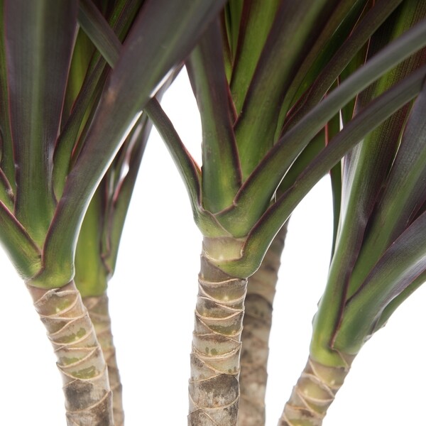 Dracaena Marginata "Bicolor" - 4 Gvdeli Ss Bitkileri Ve iekler