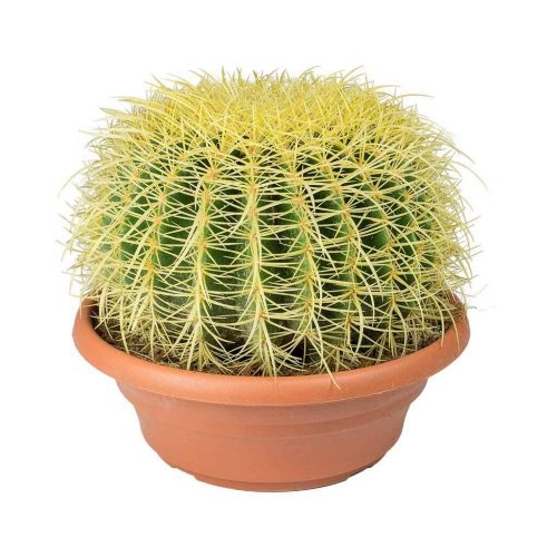Echinocactus Grusonii - Altın Varil Ekinoks Kaktüs 24 cm