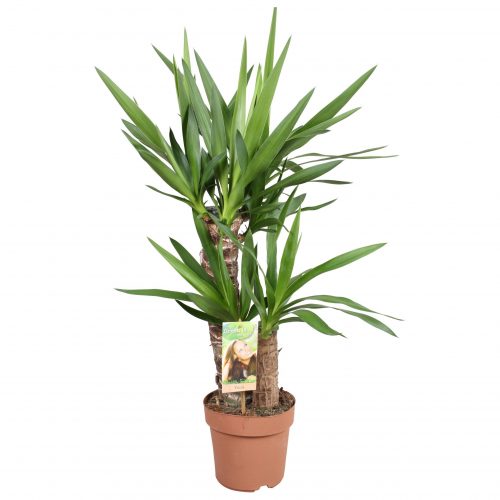 Yuka Bitkisi Yucca Massengena – 2 Gövdeli Salon Çiçekleri