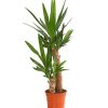 Yucca Massengena - Yuka Bitkisi - 2 Gövdeli 80 - 100 Cm 1