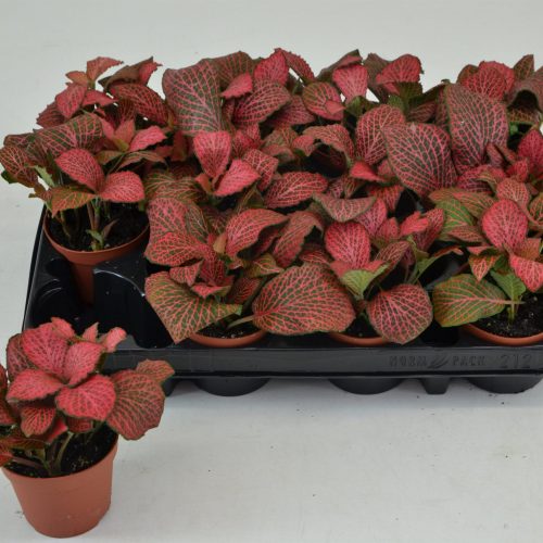 Fittonia Hypoestes - Kırmızı Yapraklı Fittonia Bitkisi