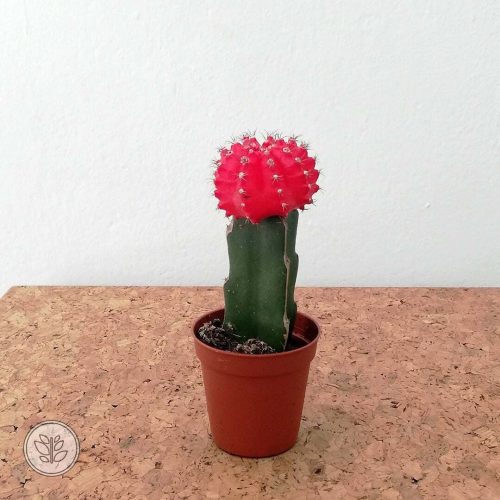 Aşılı Kaktüs Kırmızı Gymnocalycium Mihanovichii İthal ürün 